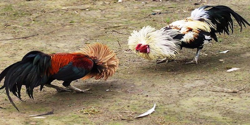 Các loại gà chọi