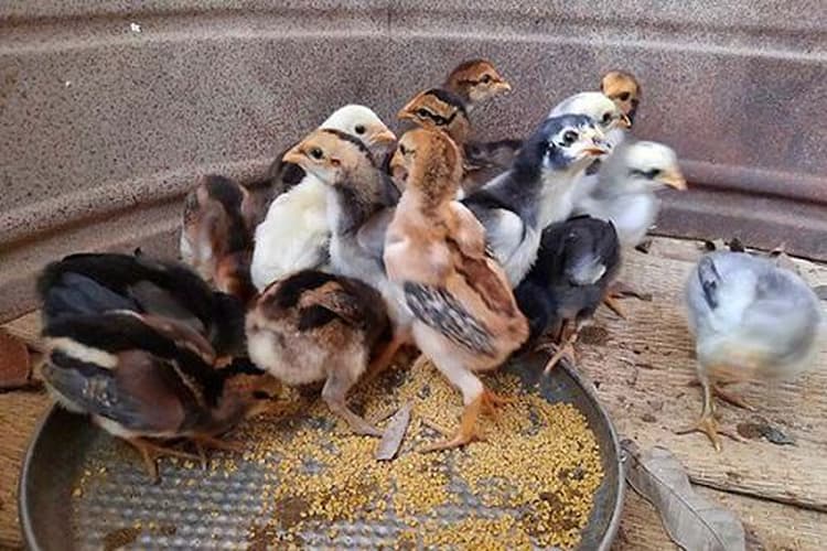 Cách nuôi gad chọi mới nở