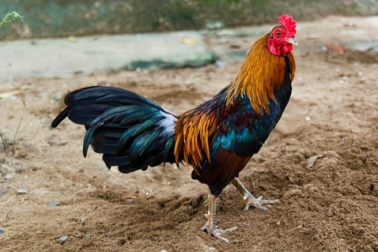 cách nuôi gà tre đá có lực