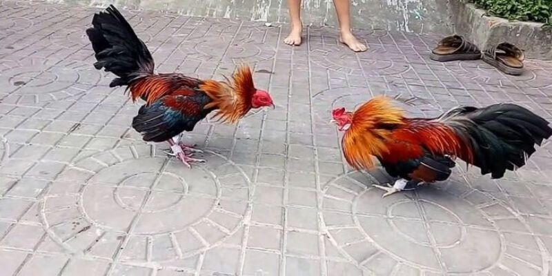 đá gà tre Thomo