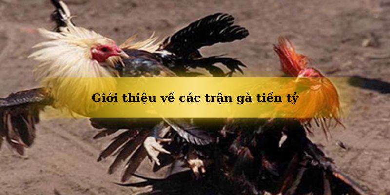 Các trận đá gà tiền tỷ