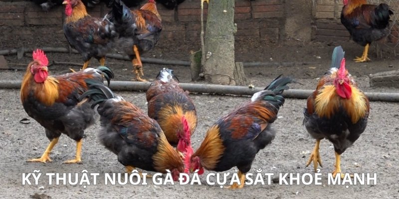 nuôi gà đá cựa sắt khoẻ mạnh