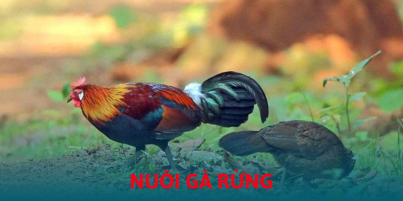 Nuôi gà rừng