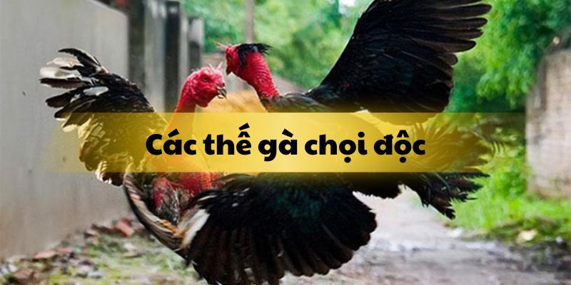 Các thế gà chọi độc