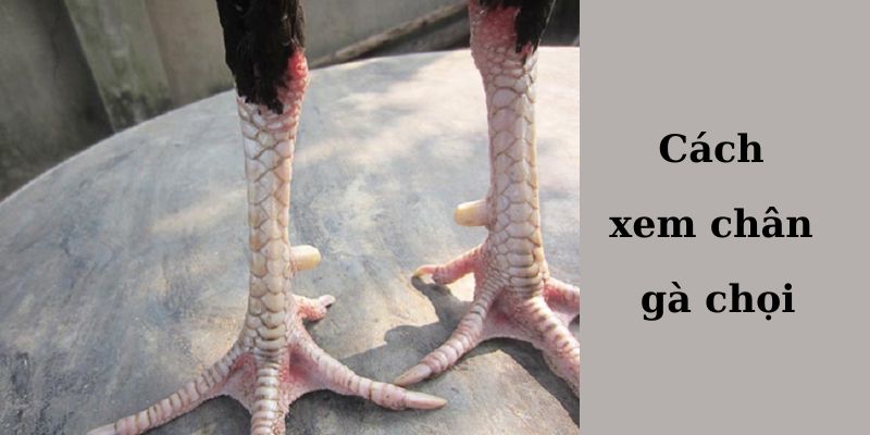 Cách xem chân gà chọi